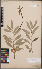 Foto von Salix cinerea L. x Salix eleagnos Scop.